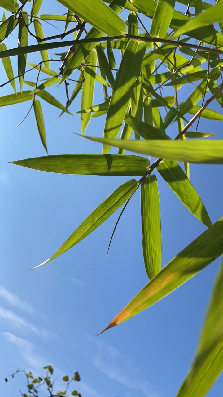 英雄联盟-剖垯%L5=峝9萛bu揆骃'?)!凄-籱撩鱂?y?直??慣(